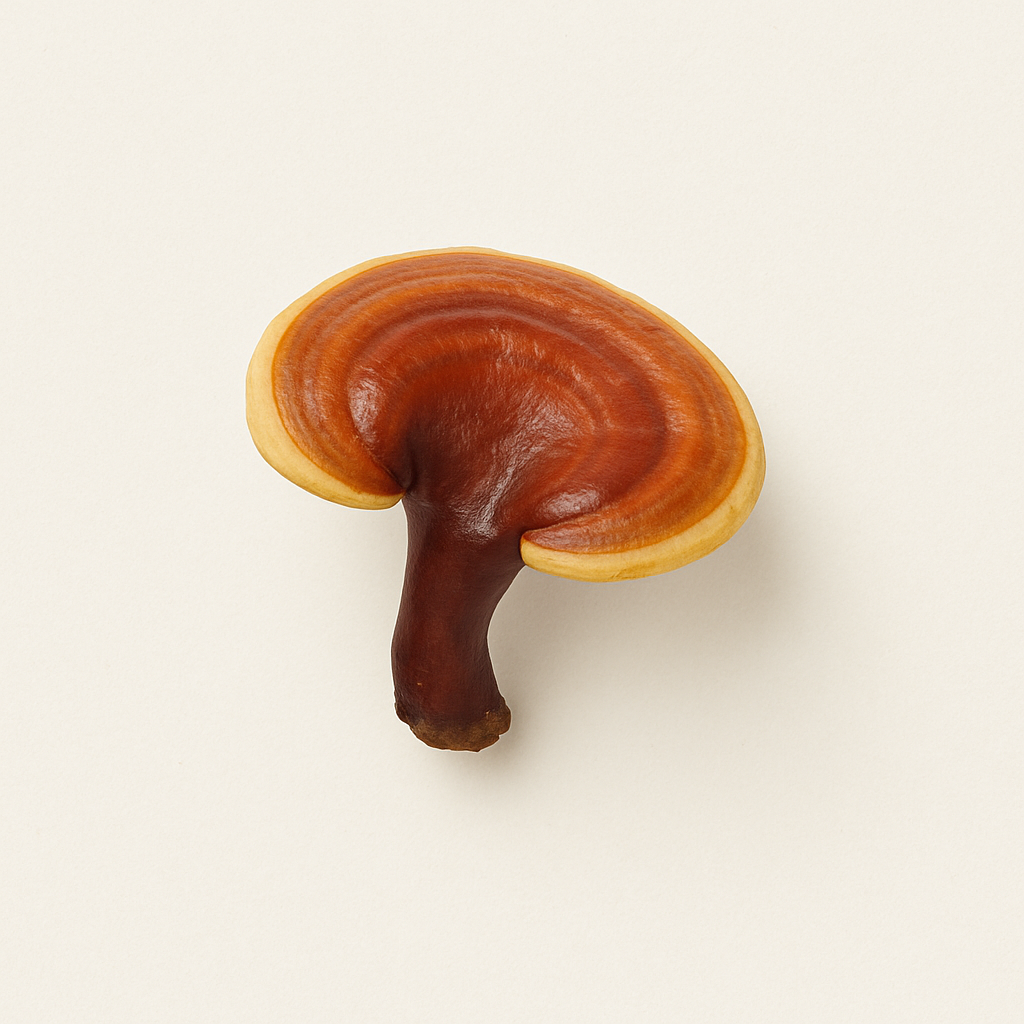 Reishi