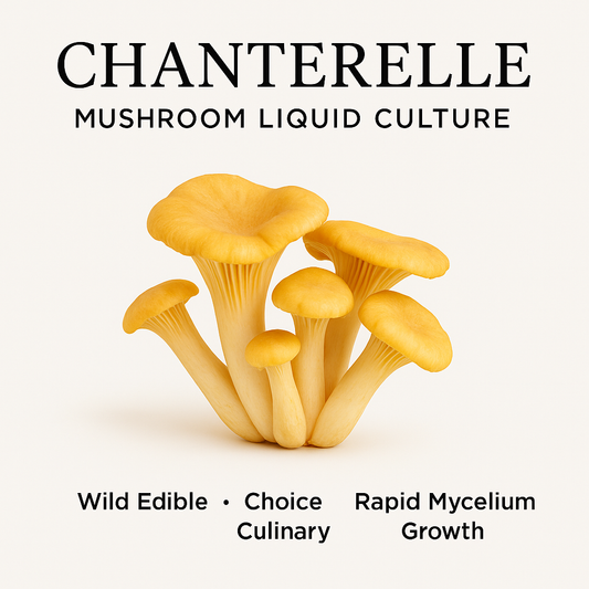 Chanterelle