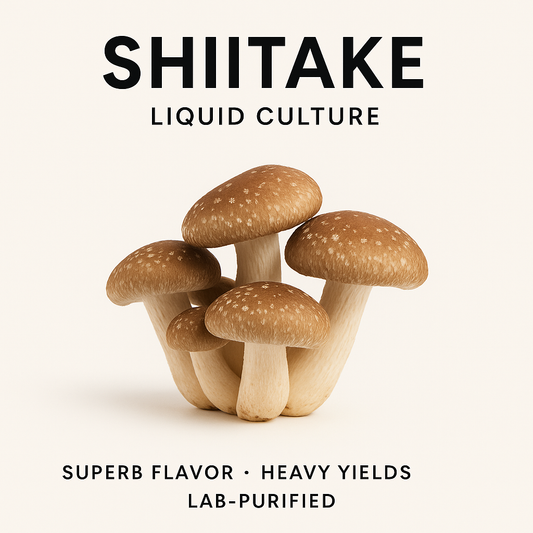 Shiitake