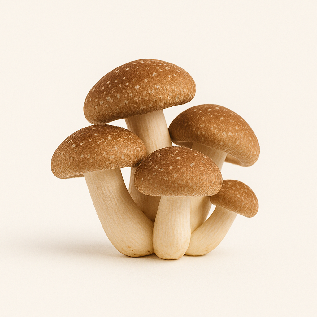 Shiitake