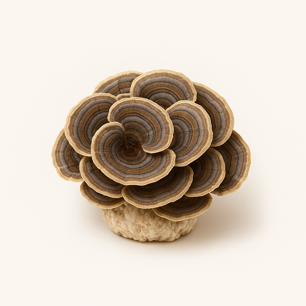Turkey Tail