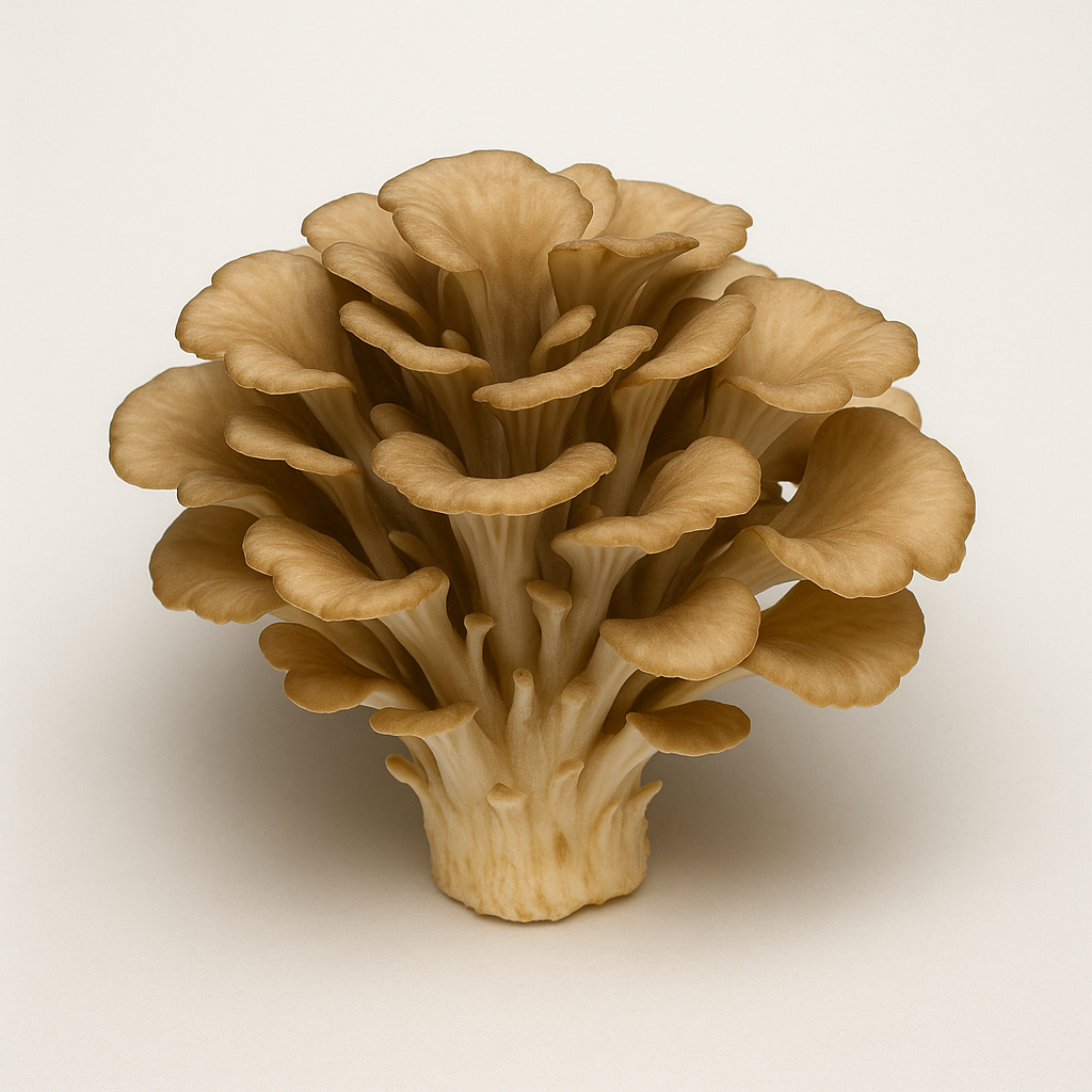 Maitake