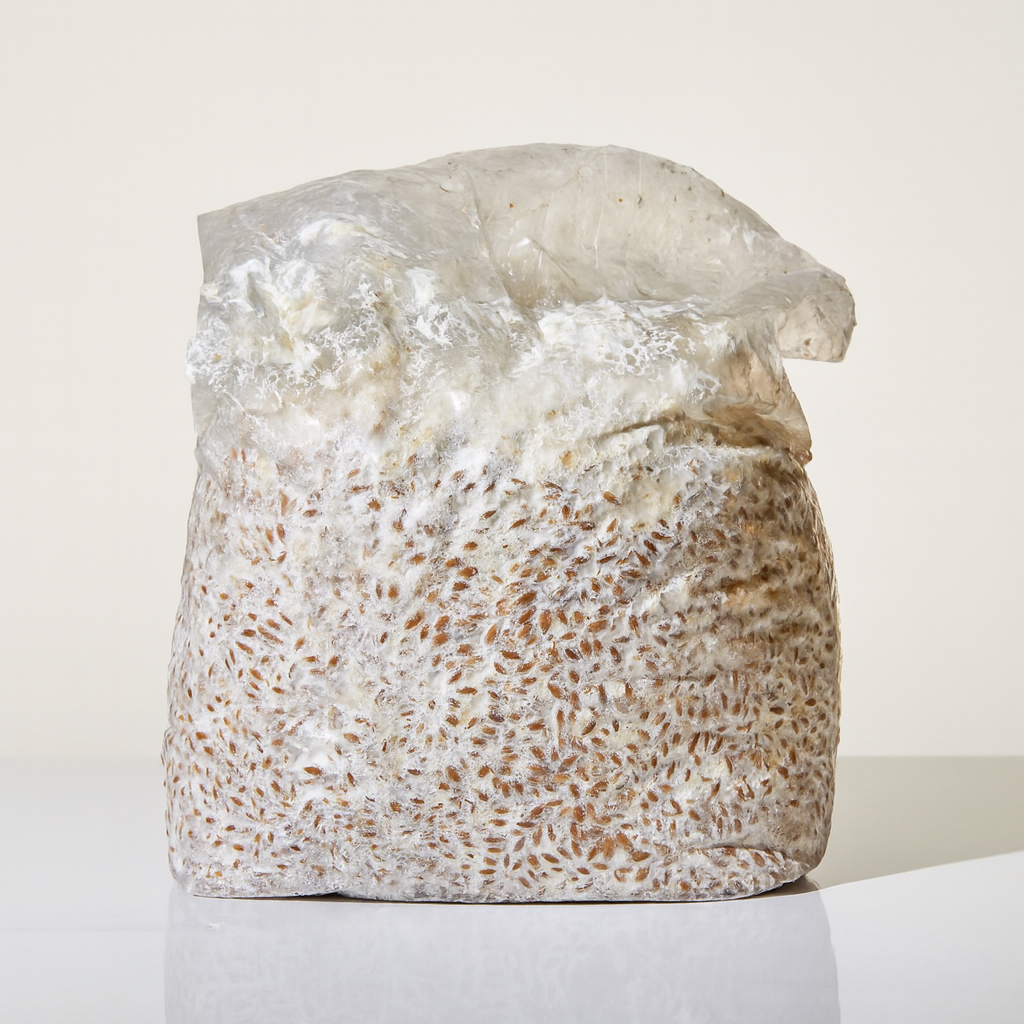 Grain Spawn bag
